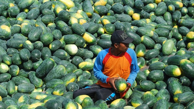Petani di Demak, Jawa Tengah saat panen semangka jenis Inul di Desa Bango, Kecamatan Demak Kota
