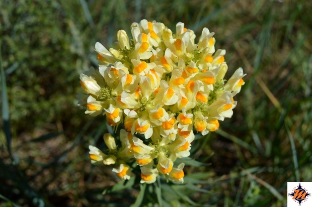 Fiori nella steppa mongola Fiori nella steppa mongola
