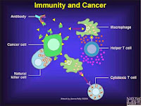 hubungan sel imun dan sel kanker