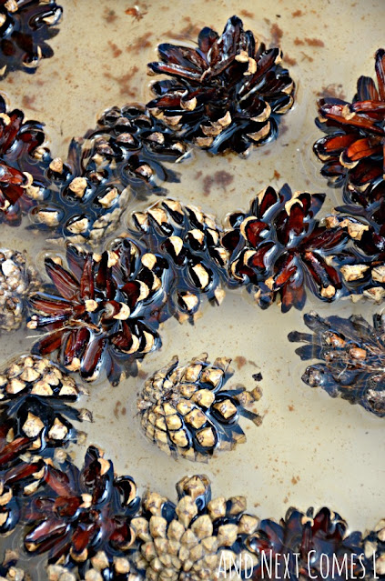 Close up of pinecone activity for toddlers and preschoolers