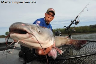 umpan mancing ikan lele yang sangat simple umpan mancing ikan lele yang sangat simple