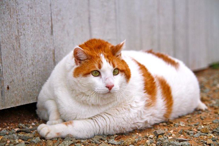 Catsparella: Meow The 39 lb. Shelter Cat Has Sadly Gone Over The Rainbow  Bridge