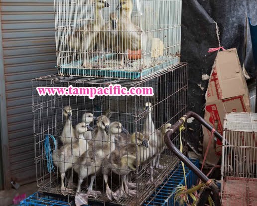 Mặt tối đằng sau khu chợ trời Chatuchak nổi tiếng tại đất nước Thái Mặt tối đằng sau khu chợ trời Chatuchak nổi tiếng tại đất nước Thái