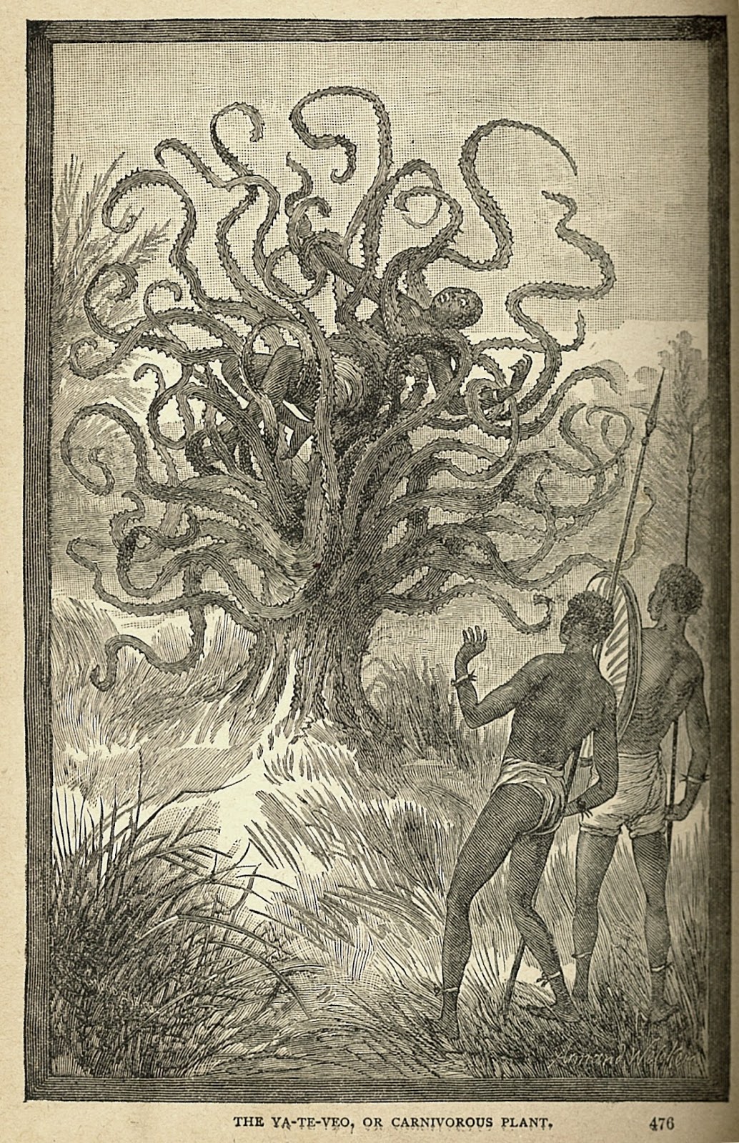 Semper Initiativus Unum: Cryptid Wednesday: The Ya-Te-Veo Tree