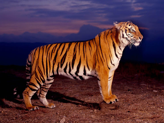 gambar harimau sumatera - gambar harimau