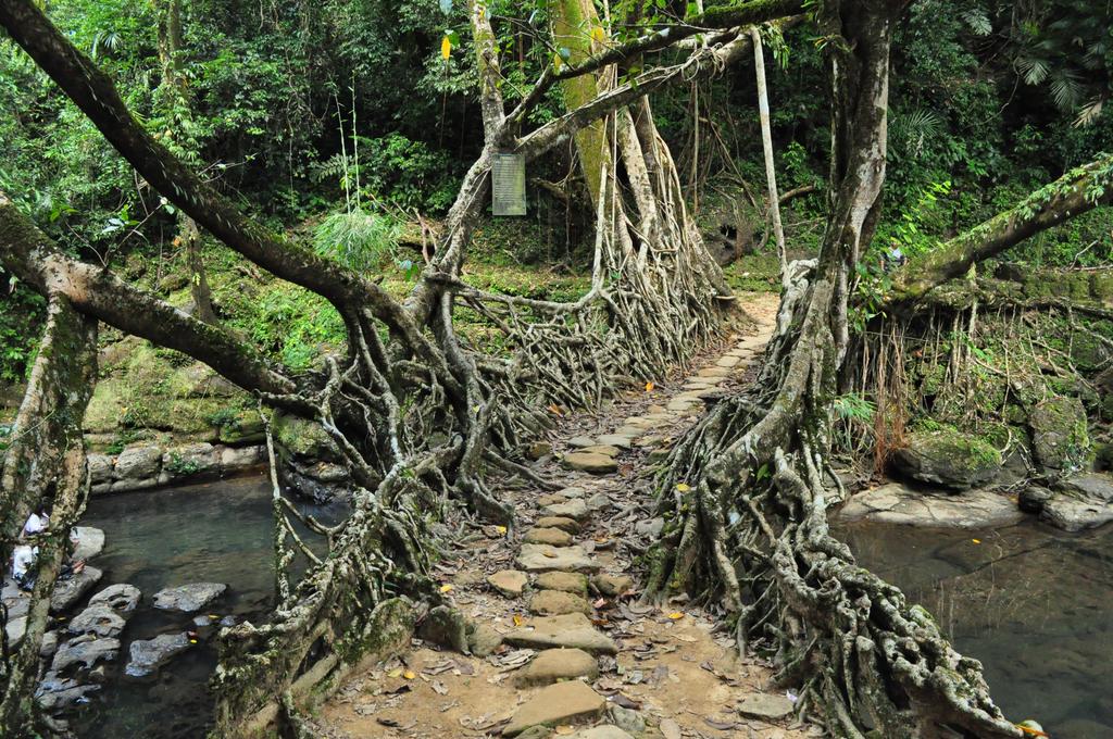 LIVING ROOT BRIDGES