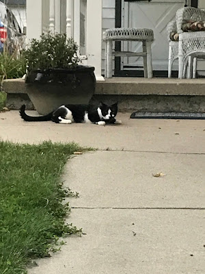 Harlequin wanted to come closer, but he listened to his inner cat instead