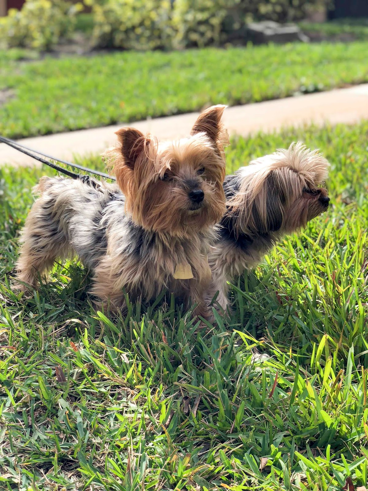 Florida Dog Walkers and Pet Sitters Miami Doggie Daycare & Boarding