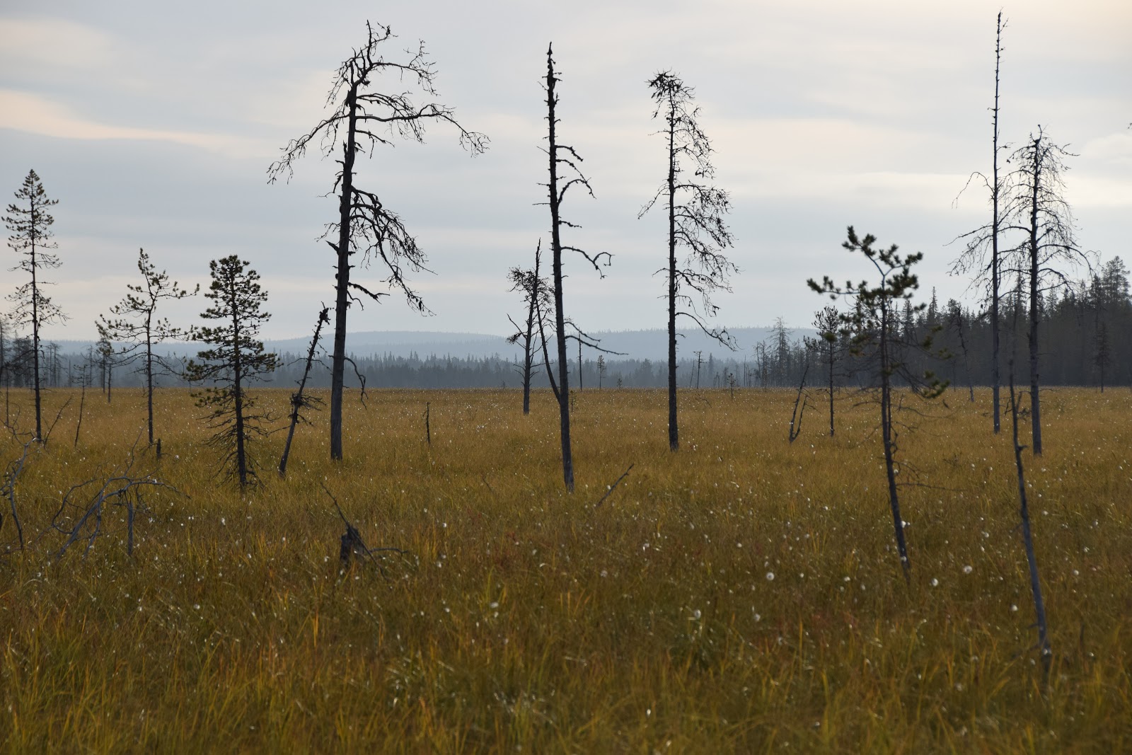 erittäin iso kalu video