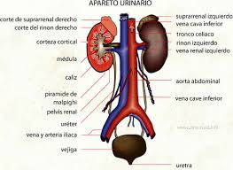 Estructura y funcion del sistema excretor urinario