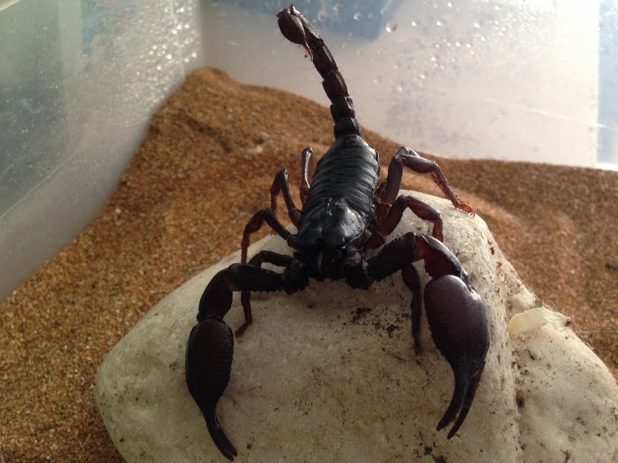 Enorme Scorpione Nero getta panico in un volo aereo Lion Air diretto a Jakarta in Indonesia.