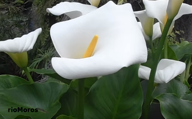 CALA: Zantedeschia aethiopica | Plantas rioMoros