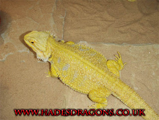 bearded dragons