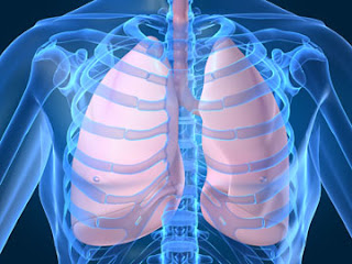 healthweb.tk Harvard Scientist Says Improved Treatment Coming for COPD