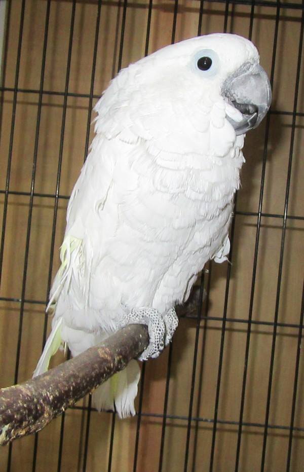 Cockatoo Cottage Basic Cockatoo Care