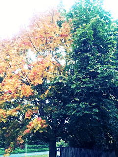 tree autumn leaves