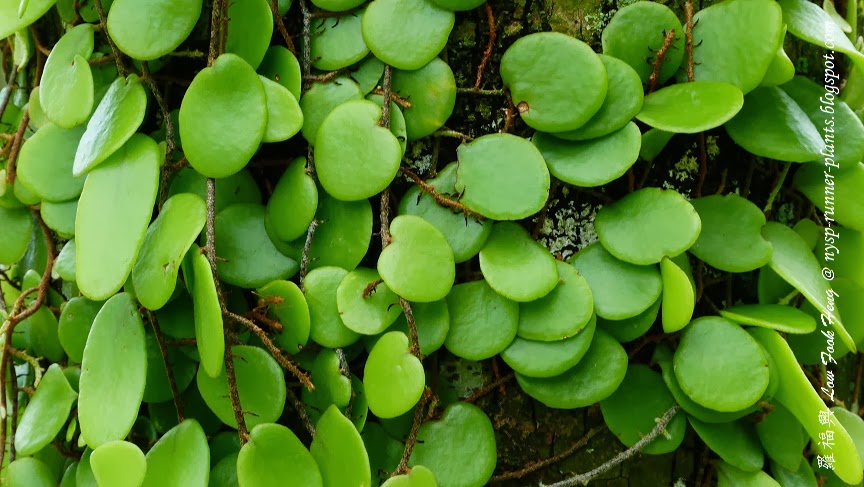 SISIK NAGA (Drymoglossum piloselloides) | Eny Prasetyo