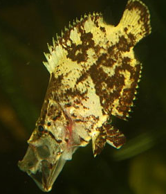 Ikan Daun Air Tawar Ikan Daun Air Tawar monster amazon