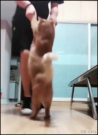 Funny+Cat+GIF+%25E2%2580%25A2+Crazy+cat+