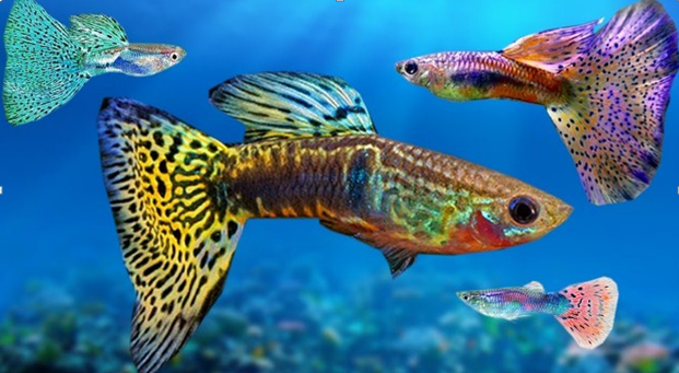 10 Rekomendasi Jenis Ikan Hias Air Tawar Dan Laut Paling Populer