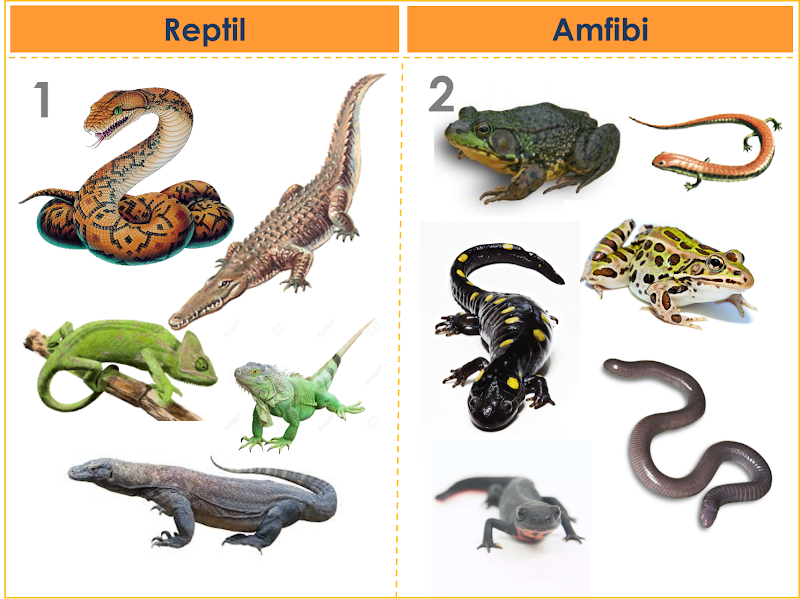 22+ Nama Hewan Reptil Adalah, Paling Dicari!