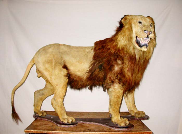Animals of the world Cape lion (extinct)