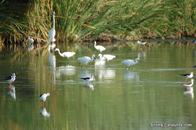 Ocells observats durant el mes de juliol Ocells observats durant el mes de juliol