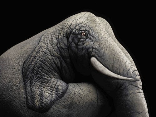 02-Elephant-On-Black-Guido-Daniele-Painting-Animals-on-Hands-www-designstack-co