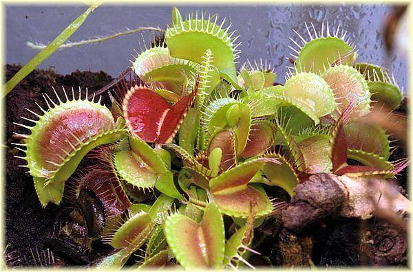 YANJUZ: TUMBUHAN KARNIVORA