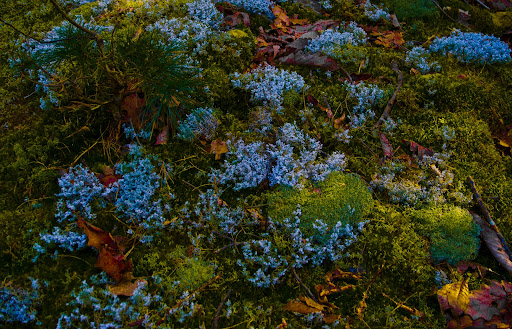 MOSS GARDEN ON THE POMPERAUG TRAI