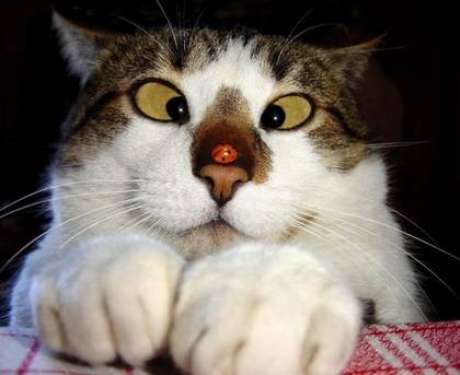 Foto Lucu Unik Aneh Gambar Kucing Banget Yg