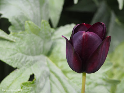 Purple tulip by welaughindoors Purple tulip by welaughindoors