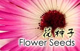 Buy Flower Seeds Online