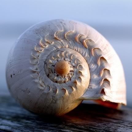 Beautifully Reckless: seashell