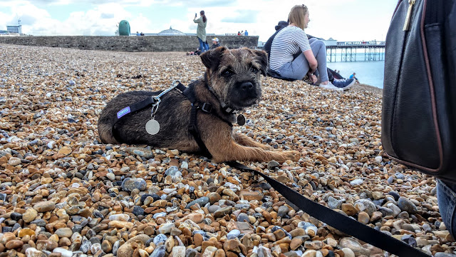 border terrier puppy on shingle beach