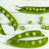 How To Grow Peas Easily In Organic Garden