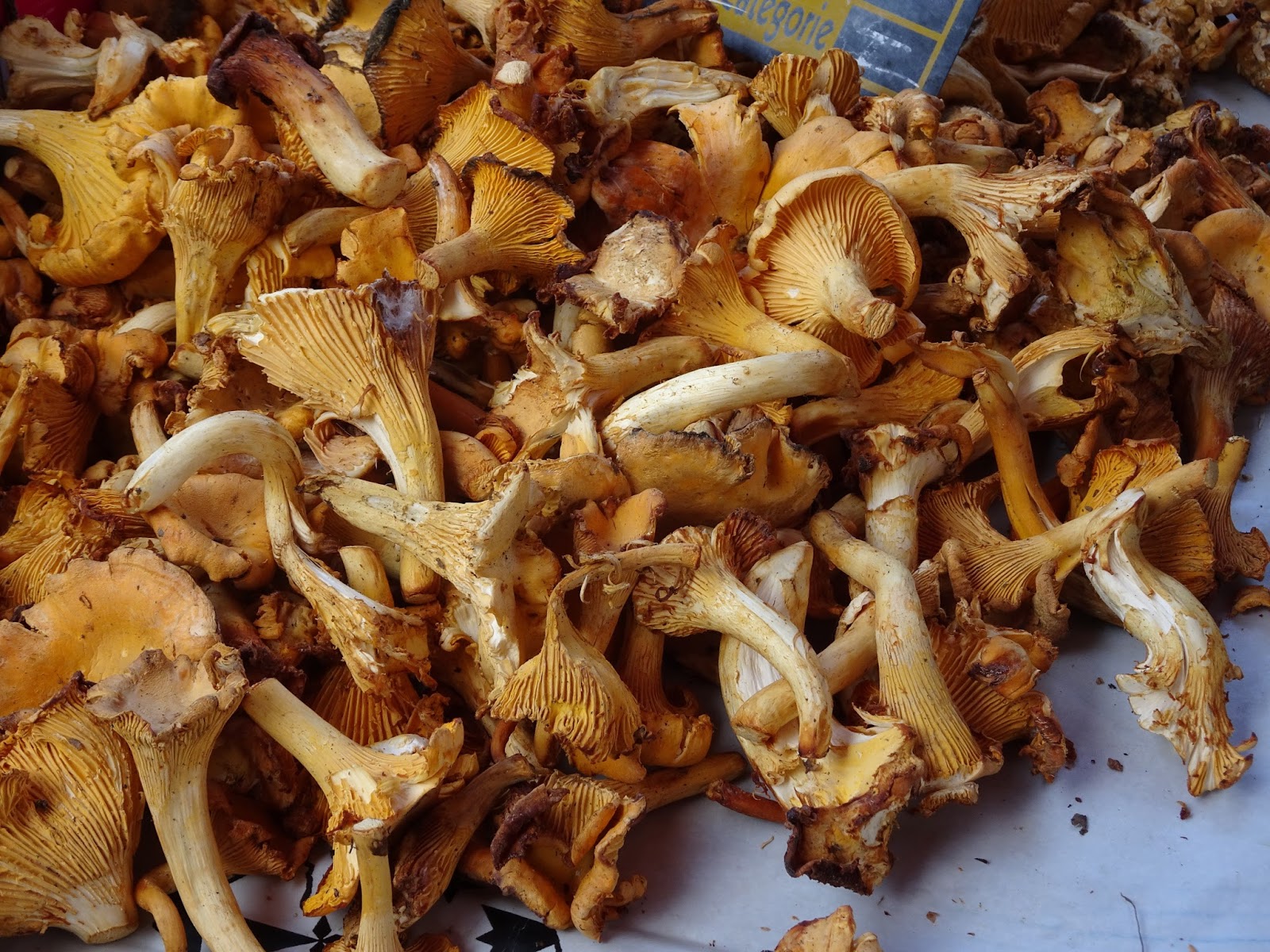 The French Tangerine moelan sur mer