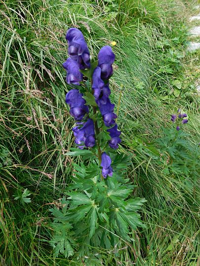 Tojad mocny (Aconitum firmum Rchb.).