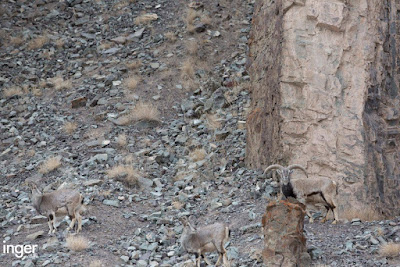 Reto viral: Encuentra al leopardo de las nieves en la imagen
