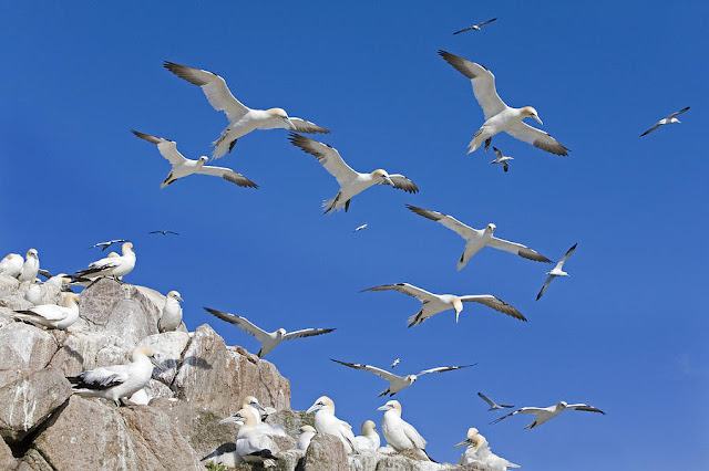 The Big Wobble Northern-gannets-colony-great-saltee-dickie-duckett
