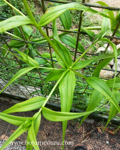 Gloriosa superba, Flame Lily, Glory Lily leaves