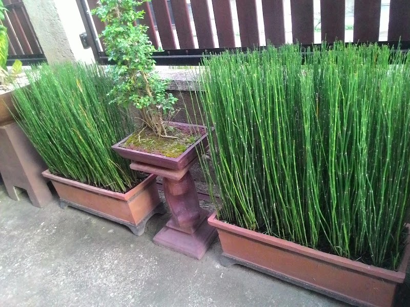 Terindah Pot Bambu Air