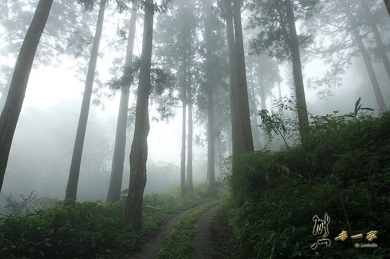 奮起湖石棹景點|龍雲休閒農場森林步道|鐵達尼石 五彩石