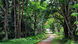Cuc Phuong With a Simple and Peaceful Beauty Cuc Phuong With a Simple and Peaceful Beauty