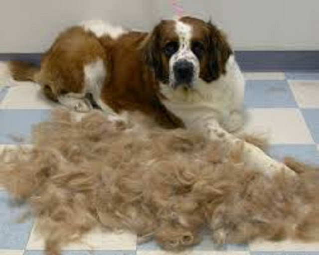All You Need to Know About Dog shedding Doglopedix