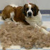All You Need to Know About Dog shedding 