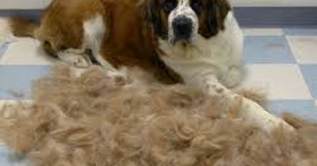 All You Need to Know About Dog shedding Doglopedix