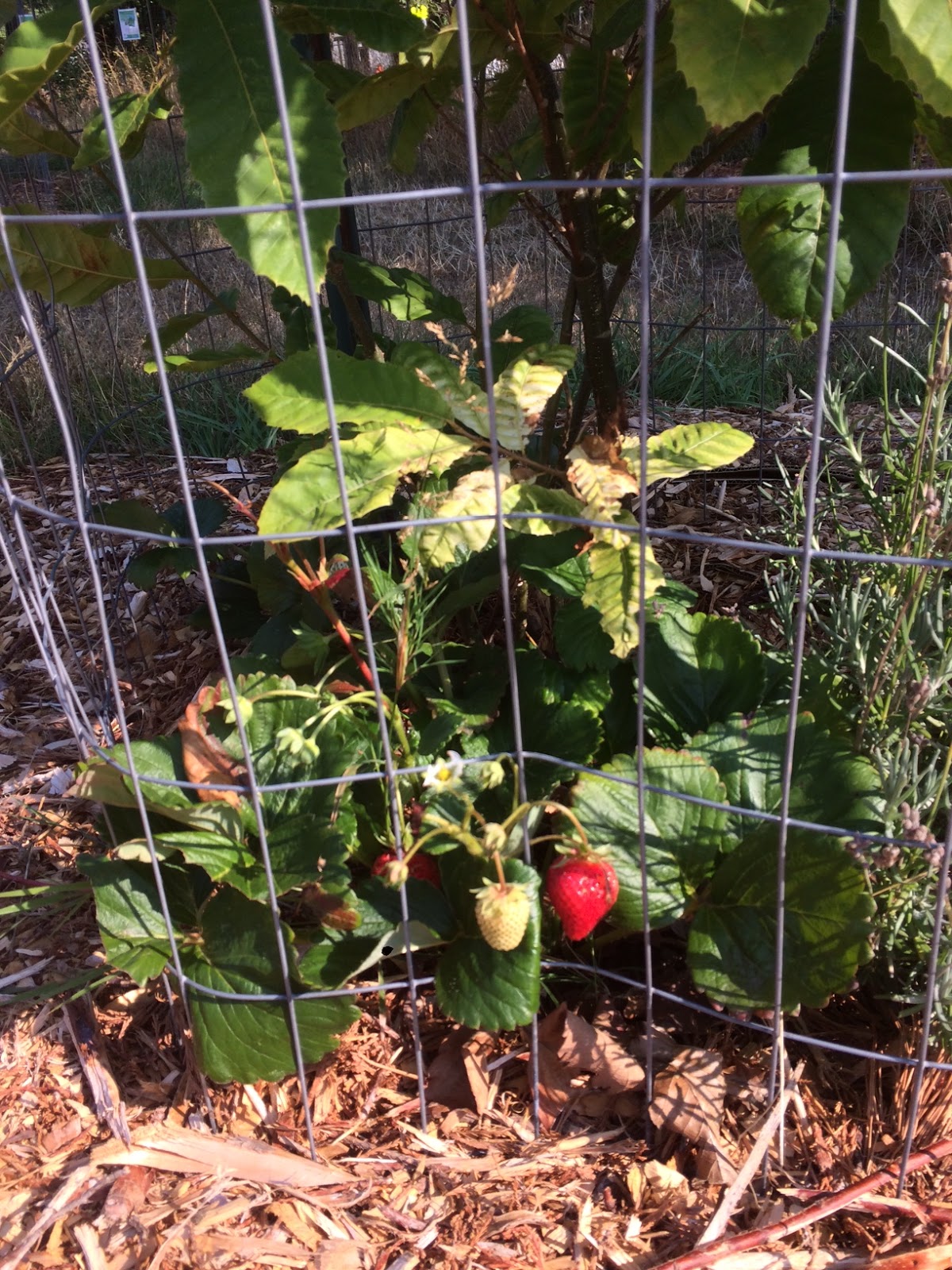 Fairfield Community Gardens Strawberries & Tomatoes