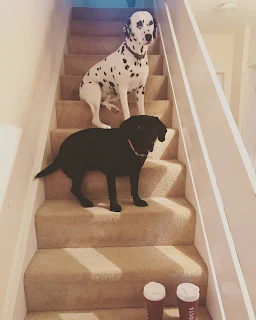 dalmation and springador on stairs