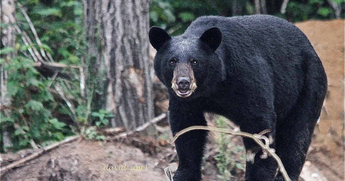 Dave Zosel's Minnesota Nature Photography Photographing Black Bears